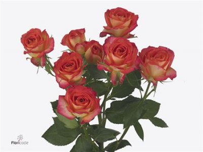 Rosa Tr Summer Dance