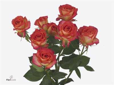 Rosa Tr Summer Dance