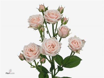 Rosa Tr Sweet 4-tune+