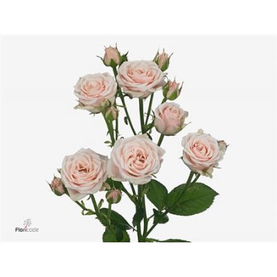 Rosa Tr Sweet 4-tune+