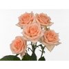 Rosa Tr Sweet Sara
