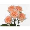 Rosa Tr Sweet Sara