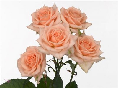 Rosa Tr Sweet Sara