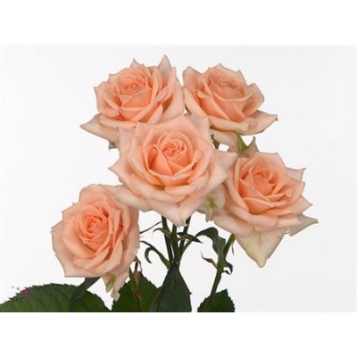 Rosa Tr Sweet Sara