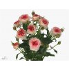 Rosa Tr Sweet Stars