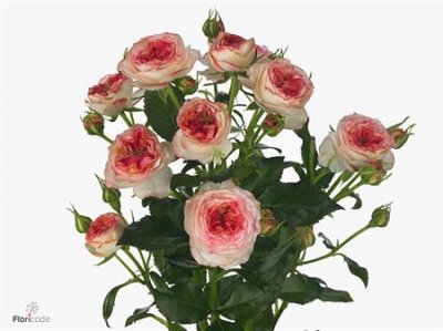 Rosa Tr Sweet Stars