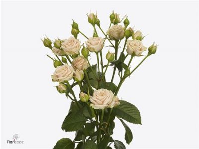 Rosa Tr Tanja