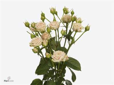 Rosa Tr Tanja