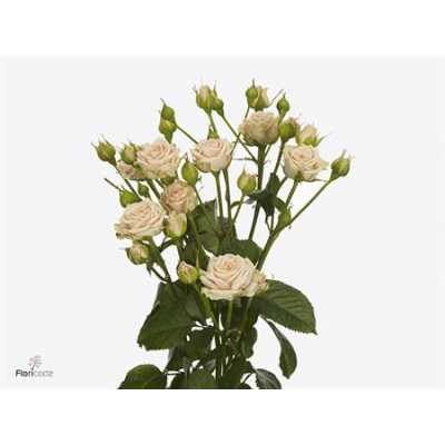 Rosa Tr Tanja