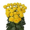 Rosa Tr Tarantella