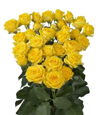 Rosa Tr Tarantella