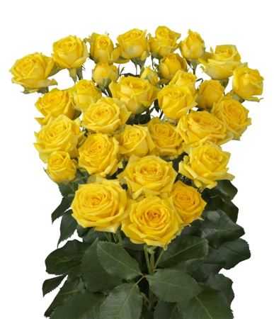 Rosa Tr Tarantella