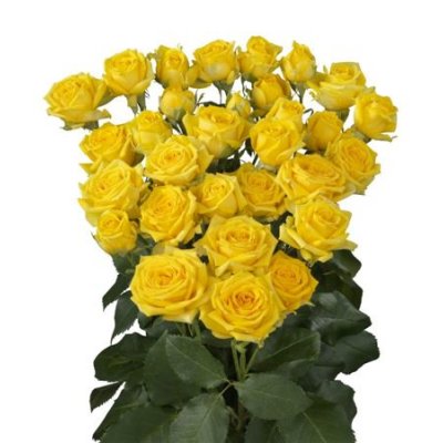 Rosa Tr Tarantella