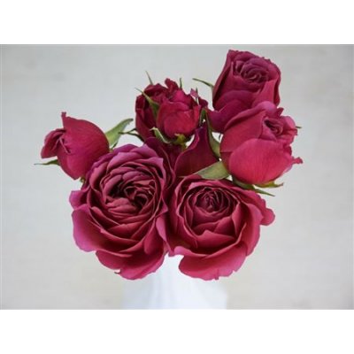 Rosa Tr Wabara Aoi