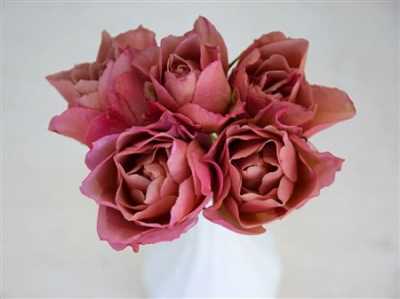 Rosa Tr Wabara Sola