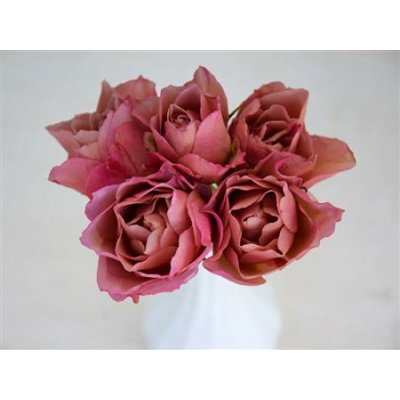 Rosa Tr Wabara Sola