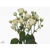 Rosa Tr White Bubbles