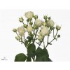 Rosa Tr White Bubbles