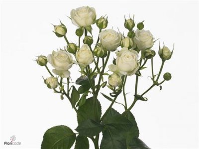 Rosa Tr White Bubbles