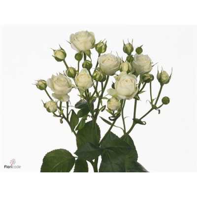 Rosa Tr White Bubbles