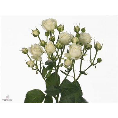 Rosa Tr White Bubbles