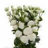 Rosa Tr White Lady