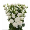 Rosa Tr White Lady