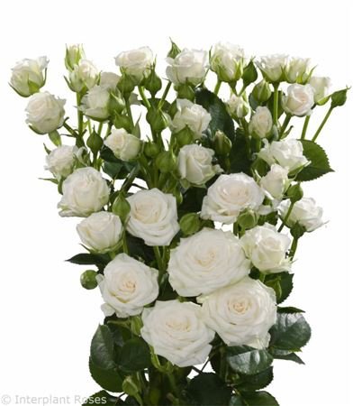 Rosa Tr White Lady
