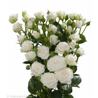Rosa Tr White Lady