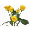 Rosa Tr Yellow Babe