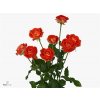 Rosa Tr Zadique