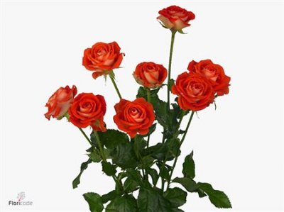 Rosa Tr Zadique