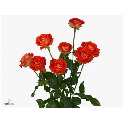 Rosa Tr Zadique