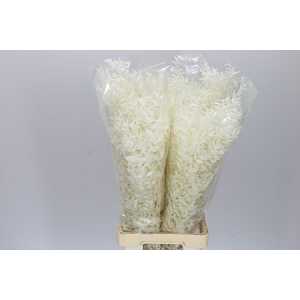 Ruscus Bleached