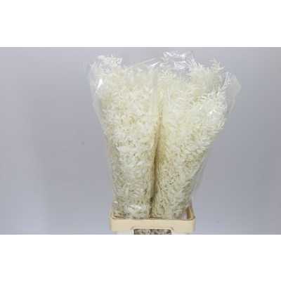 Ruscus Bleached