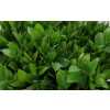 Ruscus Grof