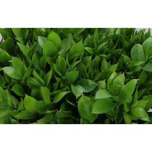 Ruscus Grof