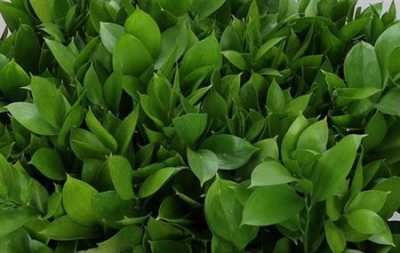 Ruscus Grof
