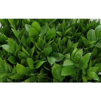 Ruscus Grof