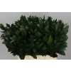 Ruscus Grof In The Box X1000 60cm