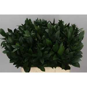 Ruscus Grof In The Box X1000 60cm