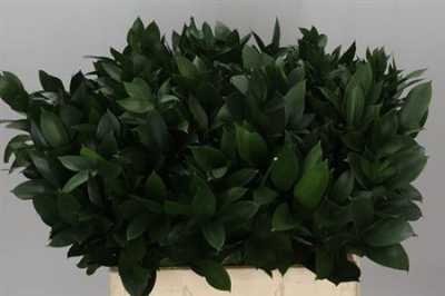 Ruscus Grof In The Box X1000 60cm