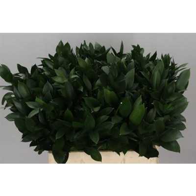 Ruscus Grof In The Box X1000 60cm