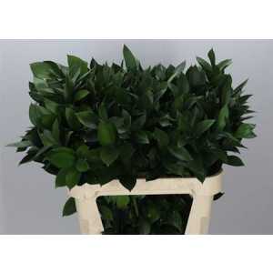 Ruscus Grof In The Box X1000 80cm