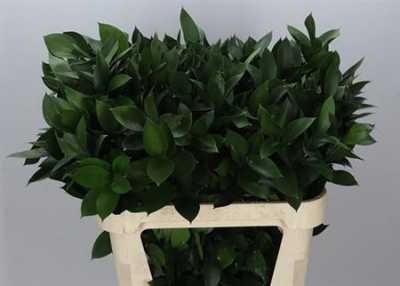 Ruscus Grof In The Box X1000 80cm