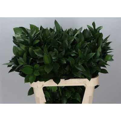 Ruscus Grof In The Box X1000 80cm