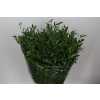 Ruscus Italia Mediium L7