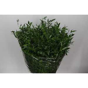 Ruscus Italia Mediium L7