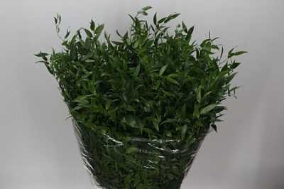 Ruscus Italia Mediium L7