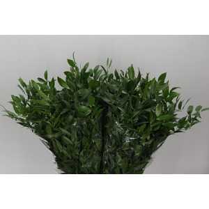 Ruscus Italie Short L5